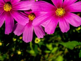 rosa Färg kosmos blommor i de blomma fält foto