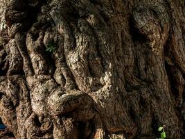 gammal springor, rynkor och snedvridningar på de trunk av de gammal tamarind träd foto