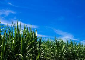 solljus och blå himmel över sockerrörsgården foto