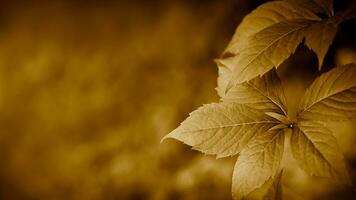 naturlig bakgrund av grön löv målad brun. naturlig tapet. kopia Plats. selektiv fokus. foto