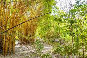 grön gul bambu träd tropisk skog san jose costa rica. foto