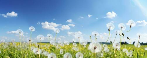 fält med maskrosor och blå himmel, generativ ai foto