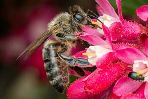 en bi samlar pollen från en blomma foto