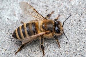 bi eller honung bi på de grå bakgrund foto