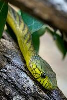 de grön mamba, dendroaspis viridis, en giftig orm foto