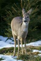 rom rådjur i skog, capreolus capreolus. vild rom rådjur i natur. foto