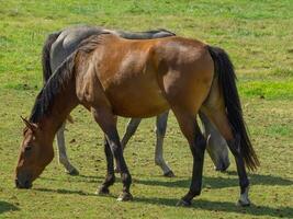 hästar på en fält i Westfalen foto