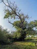 gammalt askträd med några kala grenar foto