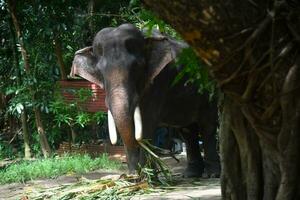 asiatisk elefanter på kerala elefant läger stock bilder. foto