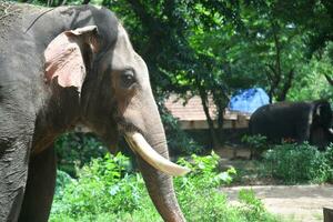 asiatisk elefanter på kerala elefant läger stock bilder. foto