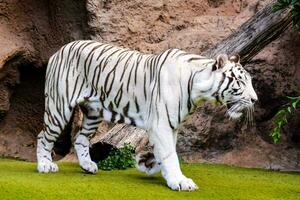 en vit tiger gående på gräs nära stenar foto