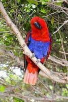 en röd och blå papegoja Sammanträde på en gren foto