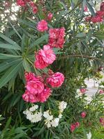 röd och vit oleander i full blomma foto