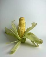 gul vegetabiliska utsäde, ljuv hela majs för matlagning Ingredienser, med unik blomning grön löv. rå mat fotografi isolerat på enkel bakgrund. jagung kuning manis. foto