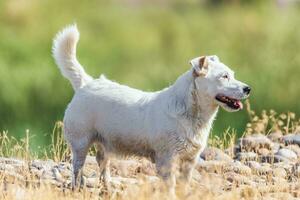 en sällskapsdjur hund promenader utomhus. renrasig ras domkraft russell terrier manlig foto