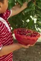 liten unge plockning körsbär från träd i trädgård. 6 år gammal mitten östra pojke plockar rå körsbär frukt. familj har roligt på skörda tid. foto