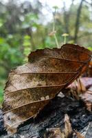 höst fallen löv i höst skog efter regn foto