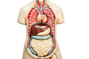 mänsklig njure modell anatomi för medicinsk Träning kurs, undervisning medicin utbildning. foto