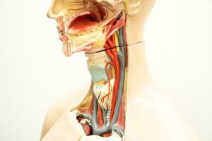 de hals, svalg och struphuvud modell anatomi för medicinsk Träning kurs, undervisning medicin utbildning. foto