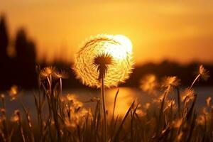 ai genererad maskros på de bakgrund av de miljö Sol. natur och blommig botanik. generativ ai. foto