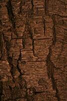 lövfällande träd bark. textural bakgrund foto