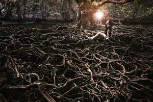 asiatisk flicka och ljus boll med de rötter av en stor träd den där växer större foto
