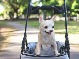 Lycklig brun kort hår chihuahua hund stående i sällskapsdjur sittvagn i de parkera. ser nyfiket. foto