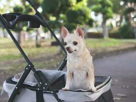 Lycklig brun kort hår chihuahua hund stående i sällskapsdjur sittvagn i de parkera. ser nyfiket. foto