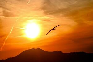 en fågel flygande i de himmel på solnedgång nära de Sol skiva. foto