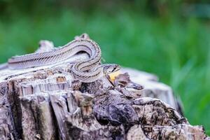 en små orm fotograferad på stänga räckvidd den är en plats den där kommer ut till hitta mat under de dagtid. vem är på risk av passande offer av små orm jägare. foto