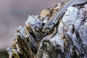 en små orm fotograferad på stänga räckvidd den är en plats den där kommer ut till hitta mat under de dagtid. vem är på risk av passande offer av små orm jägare. foto