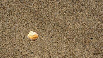 snäckskal på sandig strand foto