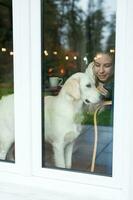 gyllene retriever hund ser genom fönster foto