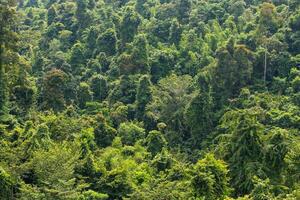 tropisk regnskog, khao sok nationell parkera, thailand foto