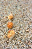 skal på de strand sand bakgrund. foto