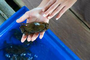 ett asiatisk kvinna innehar soft-shell krabbor i henne hand foto