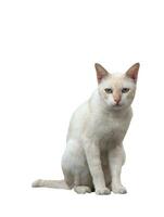 vit thai katt isolerat på bakgrund foto