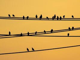 mynas fåglar Sammanträde på trådar och solnedgång himmel foto