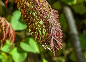 rhus tyfin i oktober. gul röd löv av staghorn sumak. rhus tyfin är en arter av blommande växter i de Anacardiaceae familj. foto
