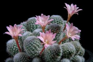 stänga upp rosa blomma av rebutia kaktus mot mörk bakgrund foto