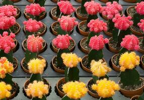 röd och gul kaktus öken- växt. foto
