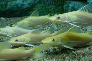 grupp av albino gul mytus i ett akvarium. närbild. foto