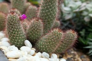 de mammillaria spinosissima med rosa blomma. små kaktus landskaps i kastruller dekorerad med små stenar av annorlunda färger. detta snäll av landskaps kan försköna din Hem och ta upp mindre Plats. foto