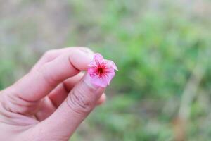 träd blomma i kvinna hand är nang phaya suea krona blomma eller sakura av thailand, skön rosa blomma på himmel bakgrund. prunus cerasoides blommor eller nang phaya sua krona blommor är blomning foto