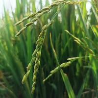 irländare ris. närbild till ris frön i öra av irländare. skön gyllene ris fält och öra av ris. organisk irländare ris, öra av irländare, öron av vietnam jasmin ris.öra av irländare ris i ris fält ljus foto