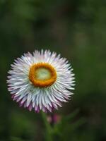 sugrör blomma , evighet daisy , papper tusensköna, halmblommor. välja mjuk fokus, skön helichrysum bracteatum, prunus cerasoides evighet sugrör blomma i thailand foto