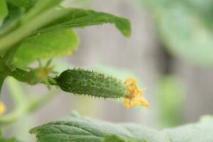 ung grön färsk saftig gurka växer i de trädgård foto