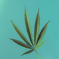stor blad av cannabis på en grön bakgrund foto