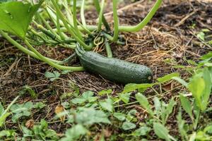 grön zucchini växer på en trädgård säng. foto