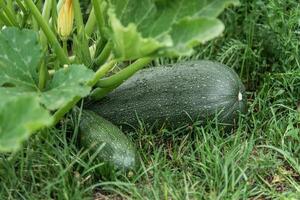 grön zucchini växer på en trädgård säng. foto